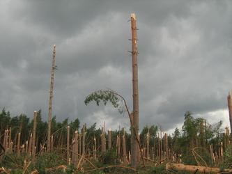 Bory Tucholskie w objęciach tornada 2012