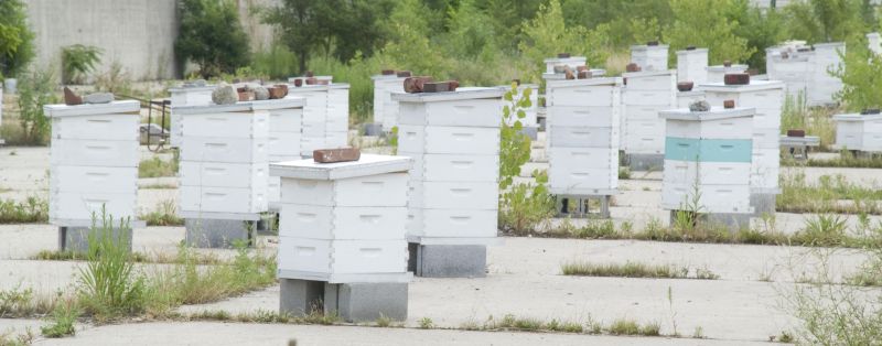 Przekierowanie, Chicago Honey Co-op